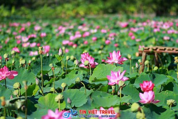 Đồng Sen Tháp Mười – Vẻ Đẹp Hoang Sơ Của Thiên Nhiên Và Văn Hóa Miền Tây