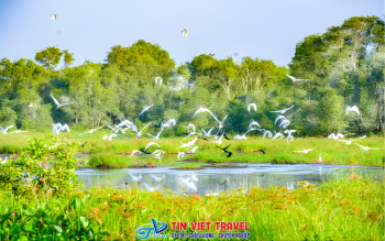 Khu Du Lịch Tràm Chim – Bức Tranh Động Về Miền Tây Sông Nước