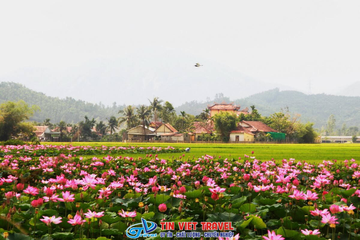 mua nuoc noi dong thap