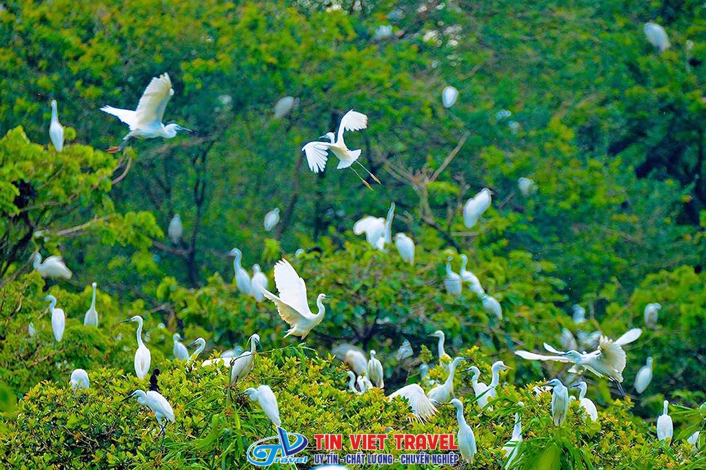 Vườn cò Bằng Lăng – Cồn Ấu