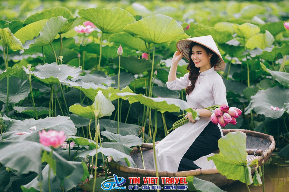 cánh đồng sen 1 jpg