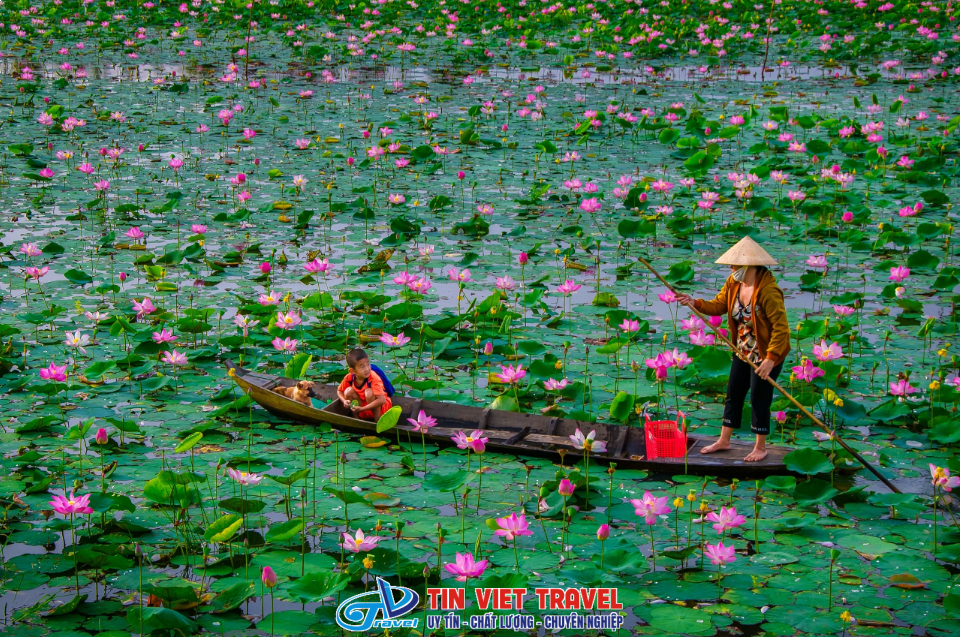 cánh đồng sen 2 jpg