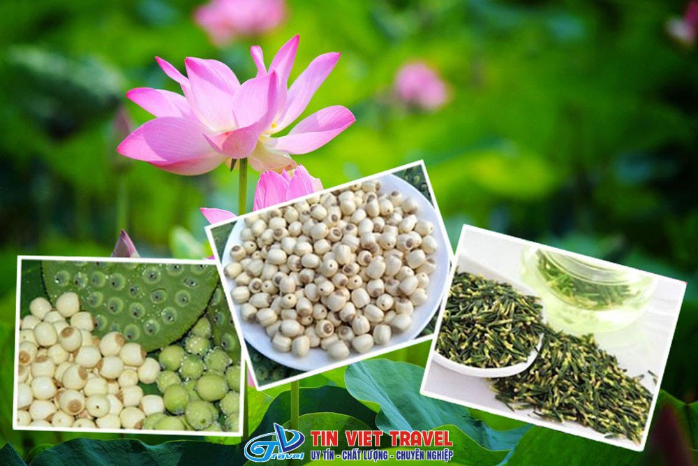 dac san dong thap hoa sen