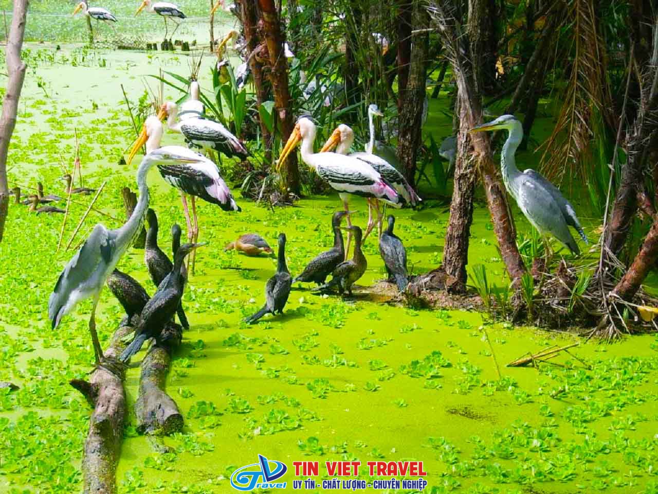 khu du lich gao giong dong thap 3