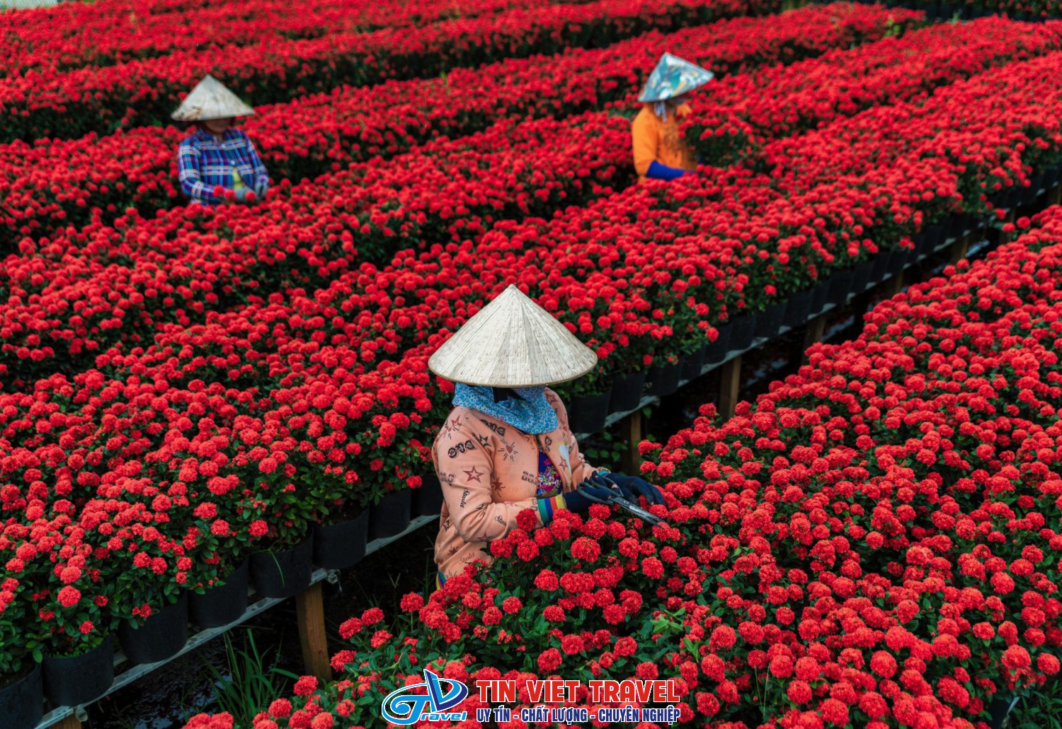 Làng Hoa Sa Đéc – Điểm Đến Không Thể Bỏ Qua Cho Tín Đồ Yêu Hoa