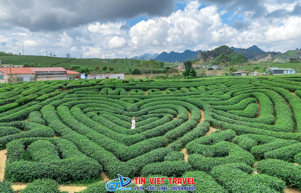 Đồi chè trái tim