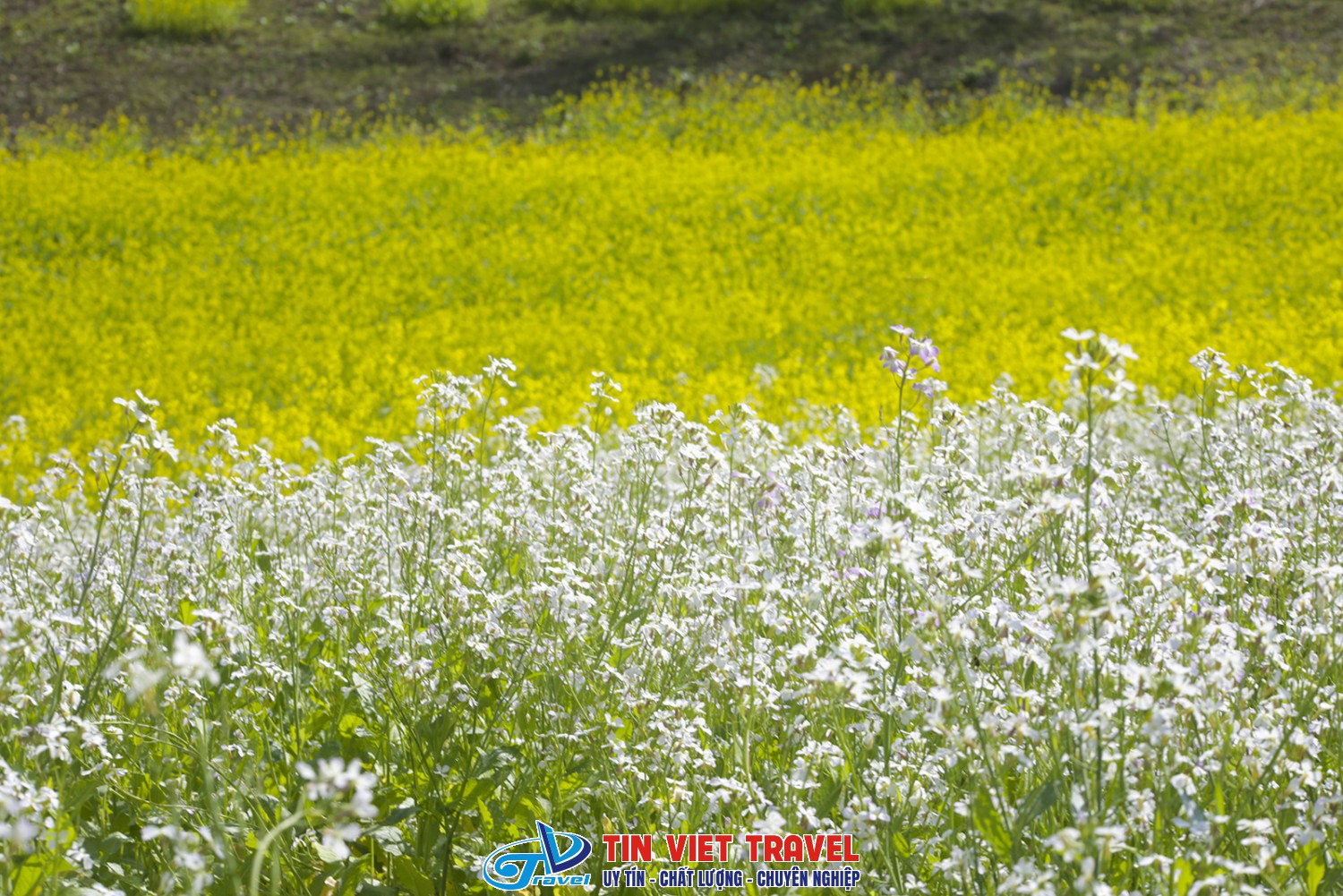 Hoa cải Mộc Châu