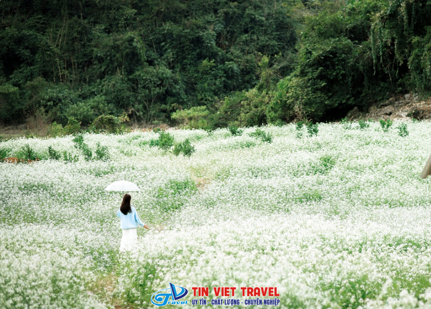 Mộc Châu hoa cải trắng