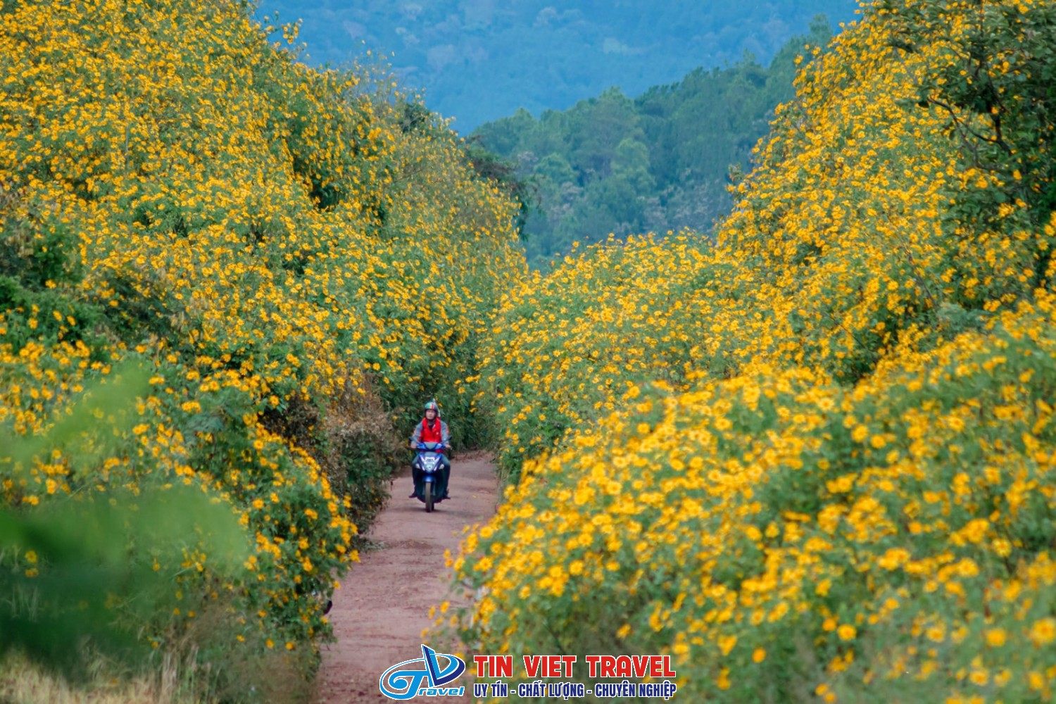 Mộc Châu hoa dã quỳ