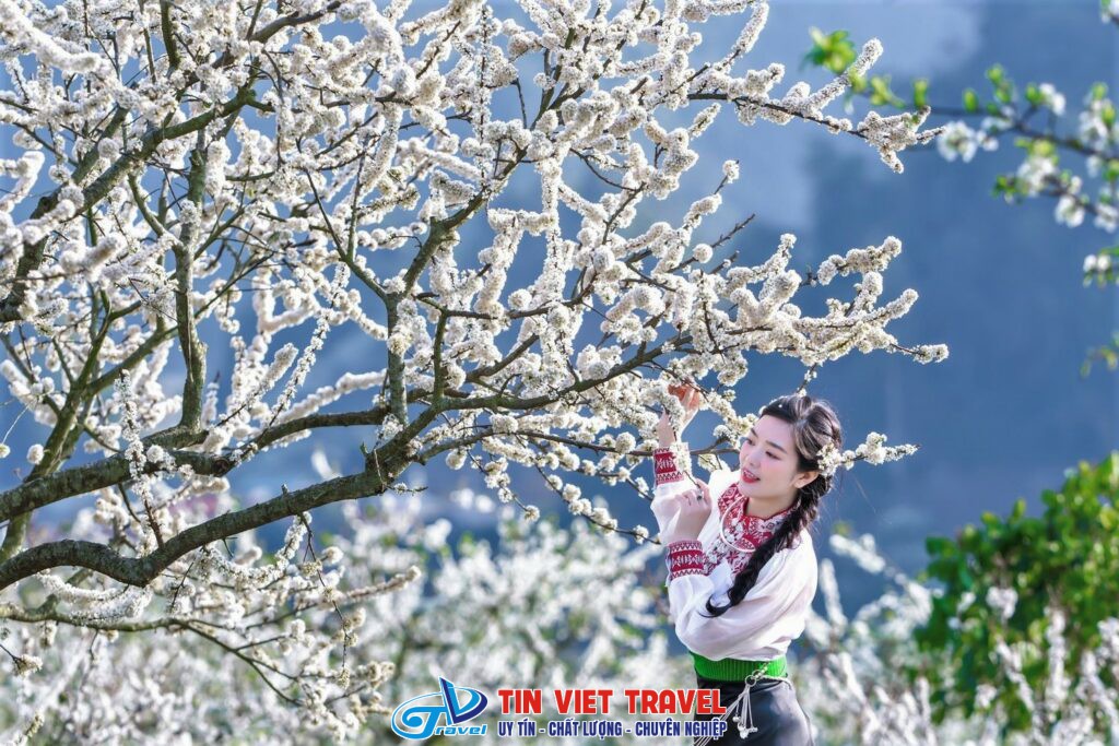 Mộc Châu hoa mận