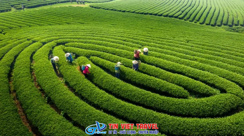 Mộc Châu mùa hè