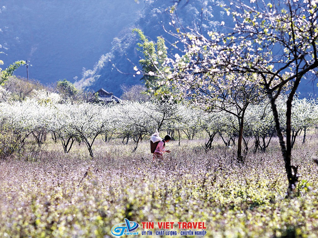 Mùa hoa ban Mộc Châu