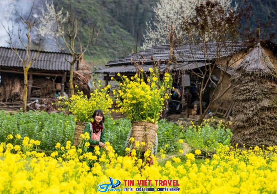 Mùa hoa cải và hoa mận Hà Giang