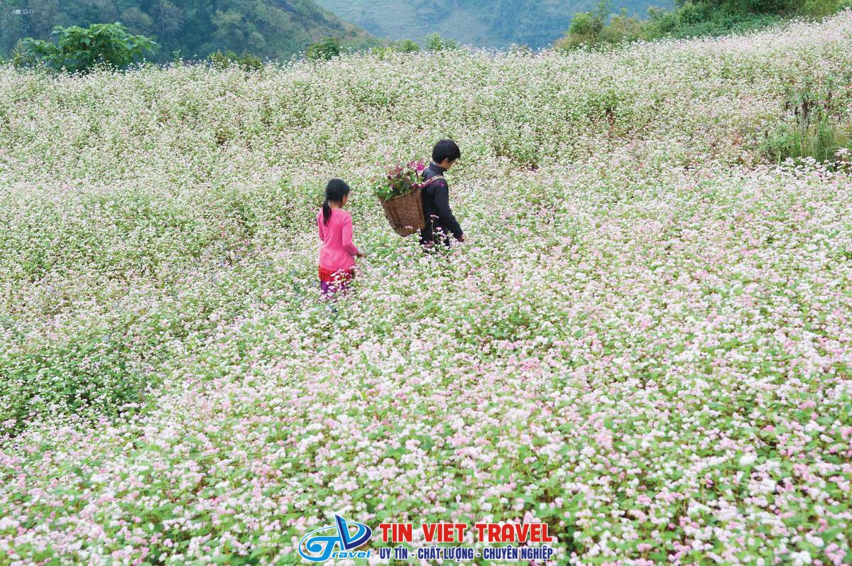 Mùa hoa tam giác mạch Mộc Châu
