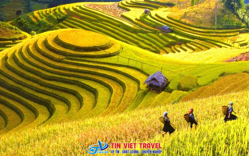 Mùa lúa chín Hà Giang