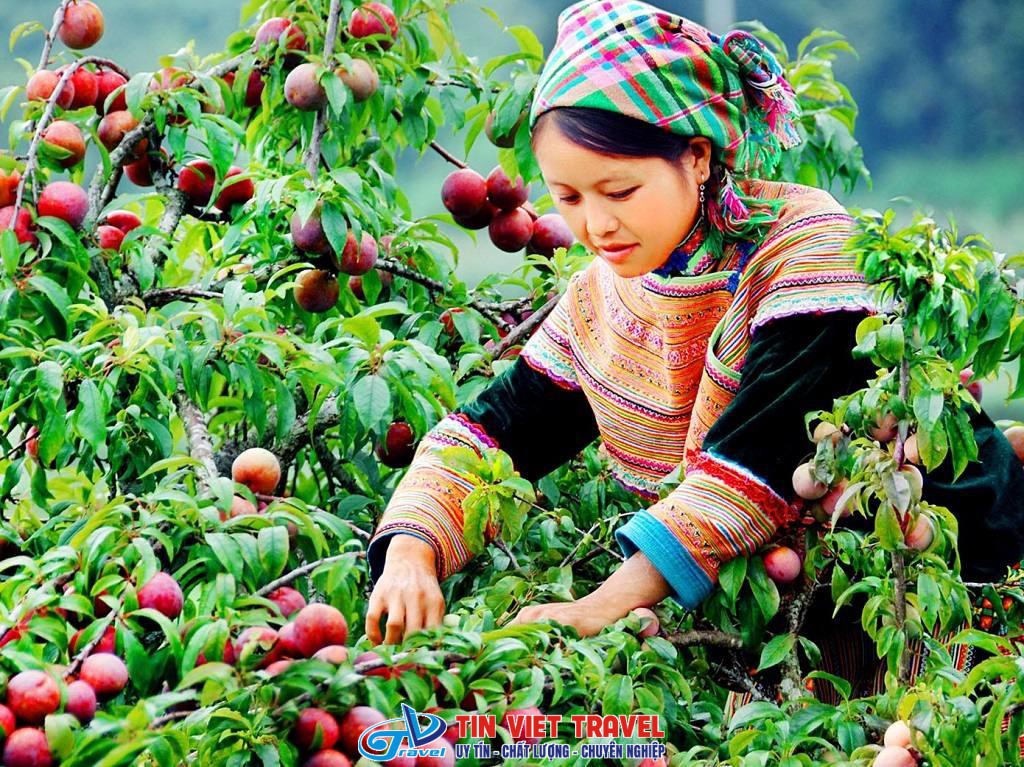 Mùa Mận Chín Mộc Châu