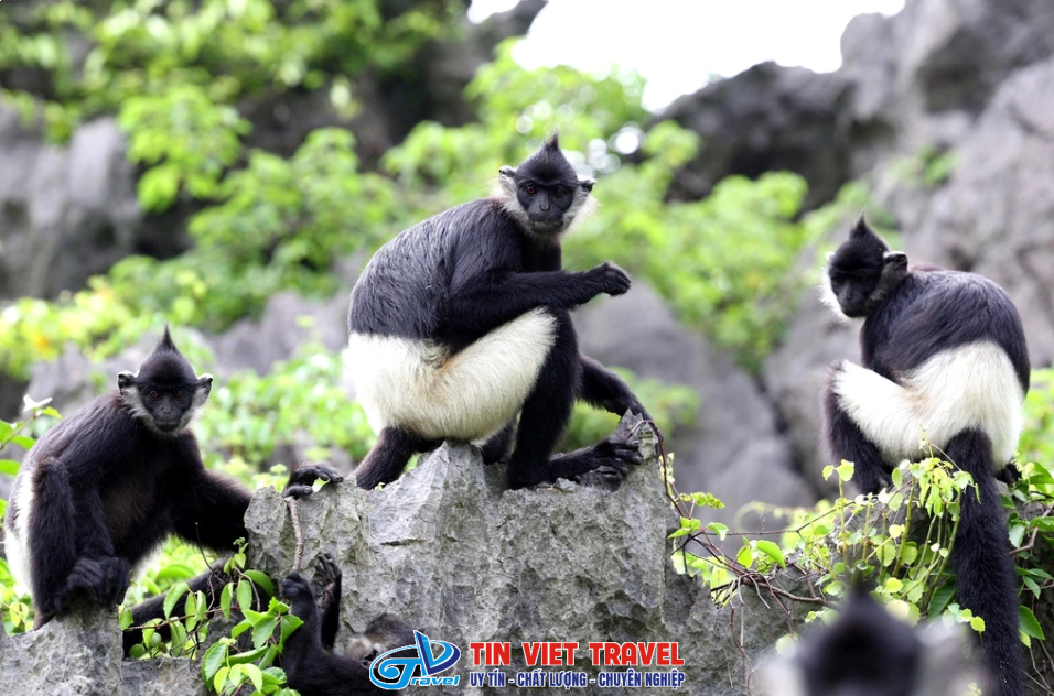 Voọc Mông Trắng