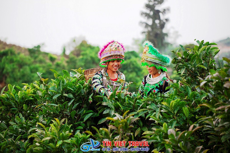tra shan tuyet co thu