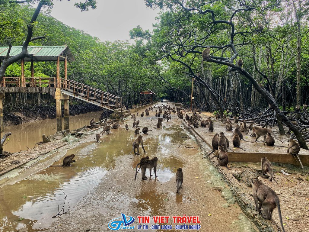 Rừng Sác   Đảo Khỉ   Cần Giờ