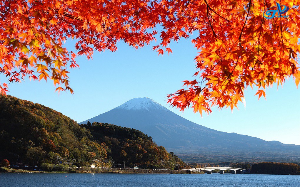 Tham quan ngắm lá đỏ quanh hồ Kawaguchi