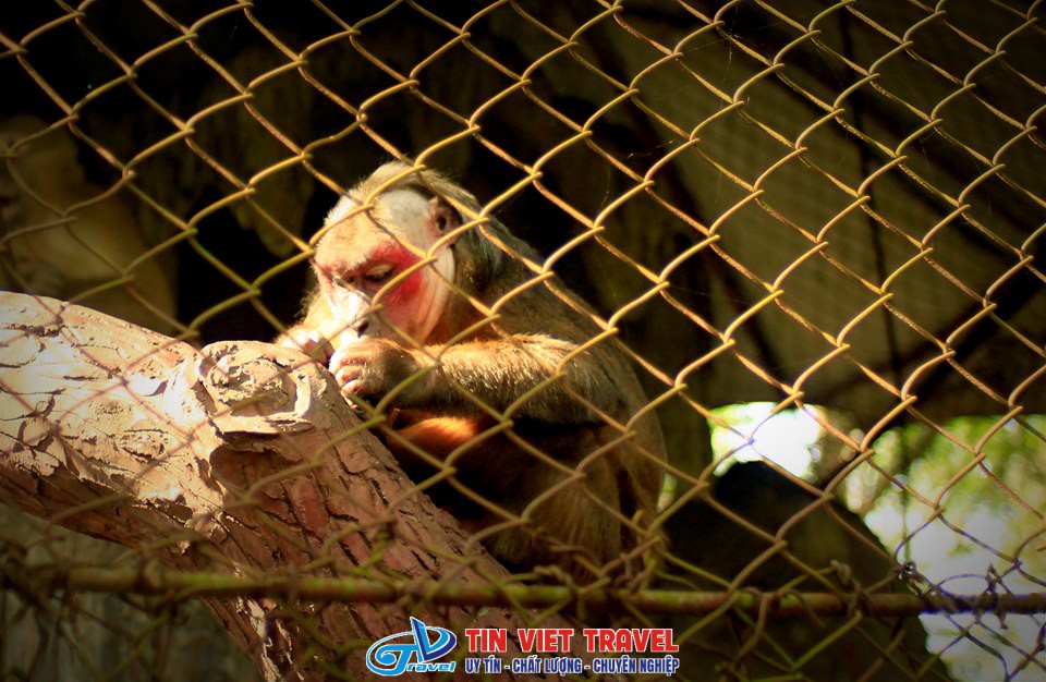 Hồ Núi Cốc Vườn động vật hoang dã